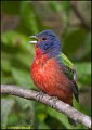 _0SB2428 painted bunting
